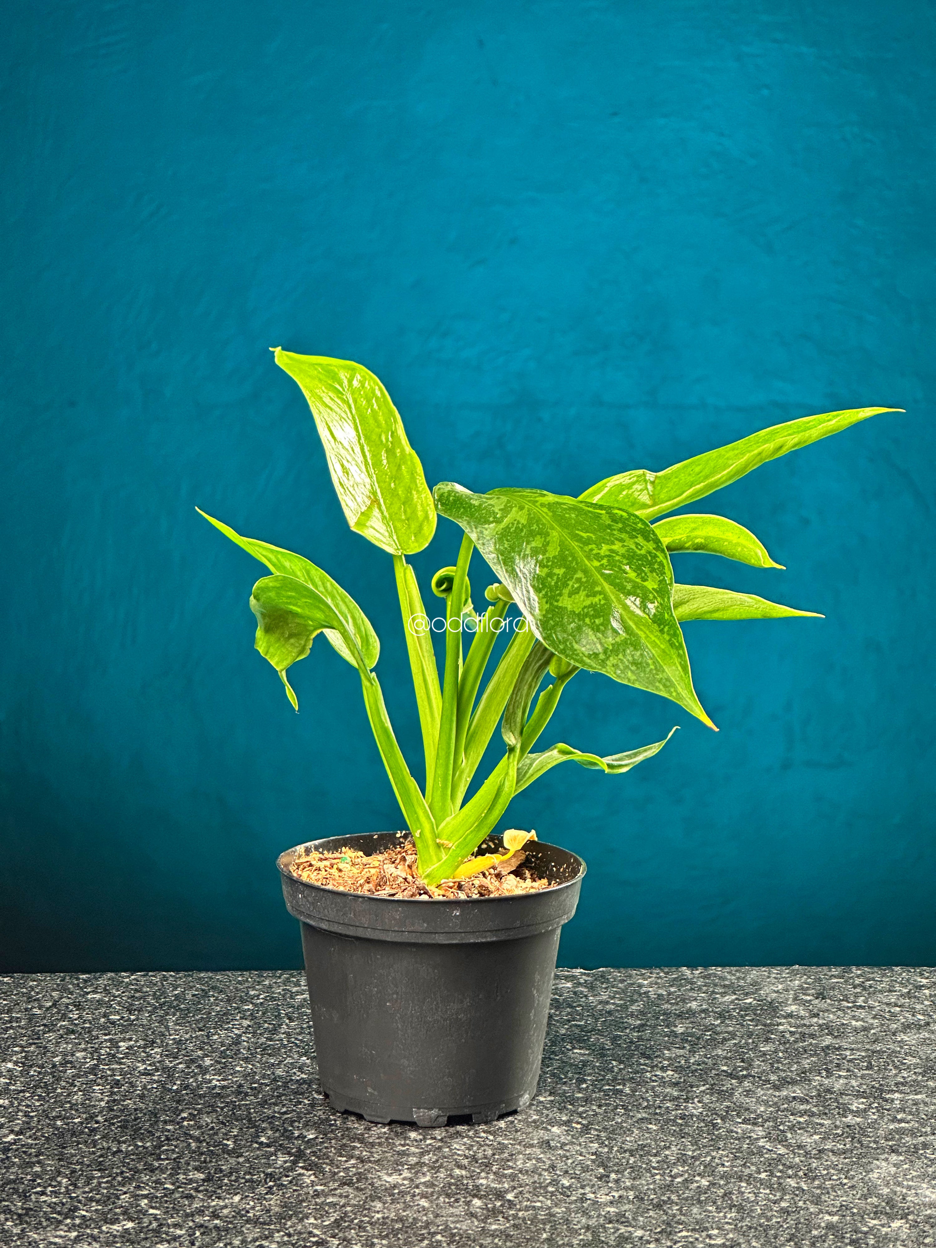 faux snake plant tall Shop Snake Indoor Plant Floral & Greenery