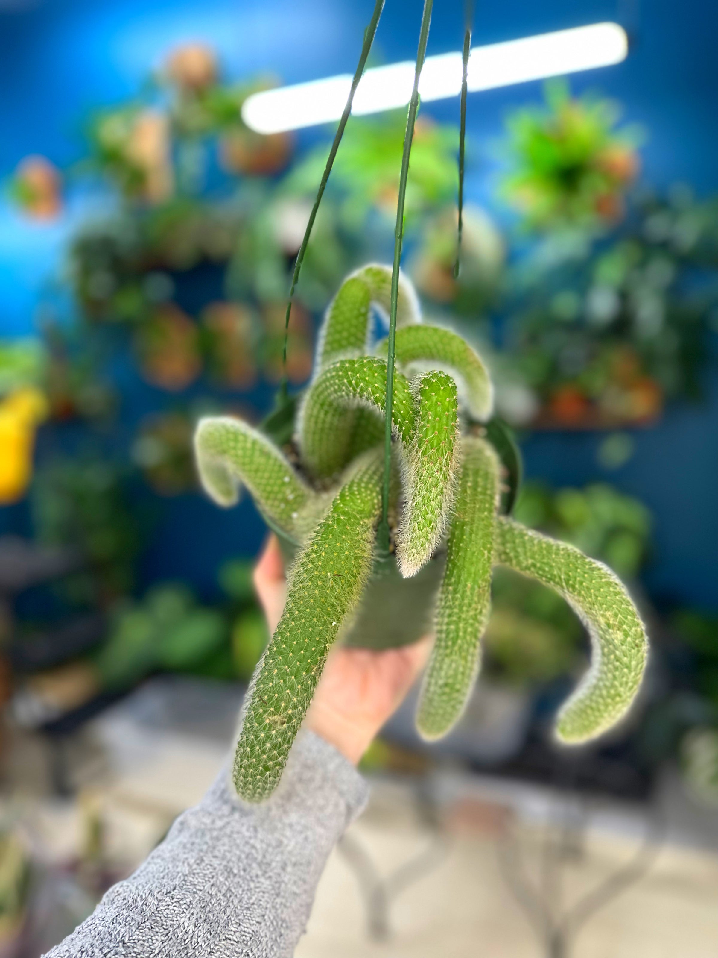 Fox Tail Cactus | Odd Flora by Jesca Jaymes Fox Tail Cactus | Odd Flora by Jesca Jaymes