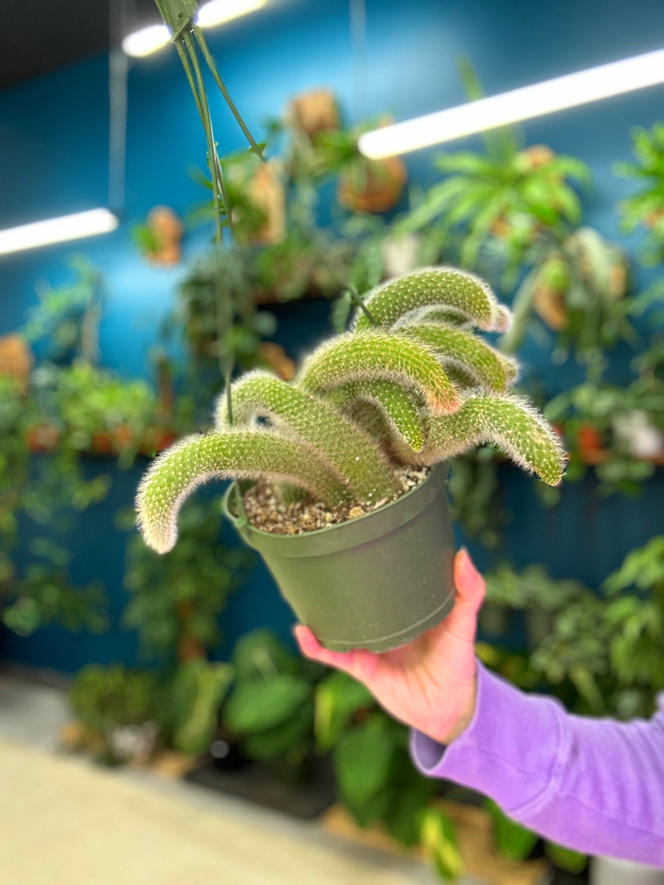 新品☆海外ブランド　TAIL テイル　スコート フラワー　フィラ　ステラ Fox Tail Cactus | Odd Flora by Jesca Jaymes