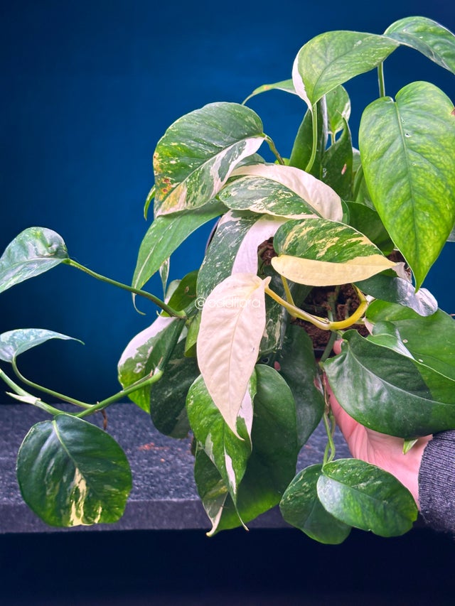 Floraページ Flora | Mayer Fabrics